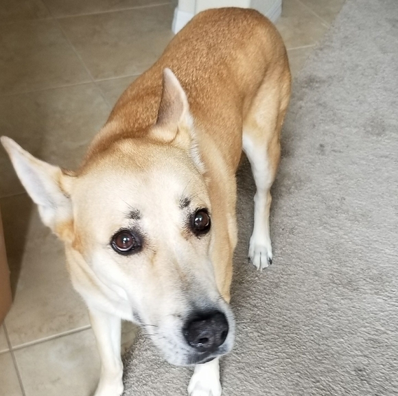 snifrdog